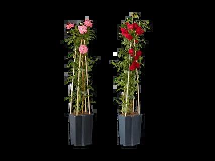 Kletterrose