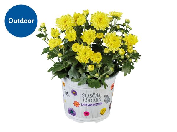 Chrysanthemum