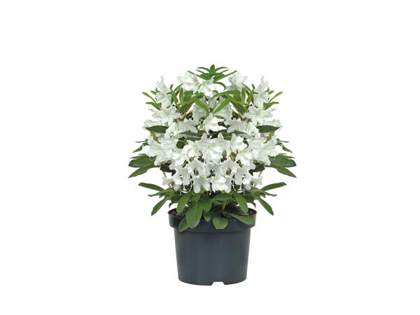 Rhododendron