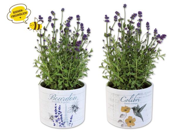 Lavendel angustifolia in Keramik