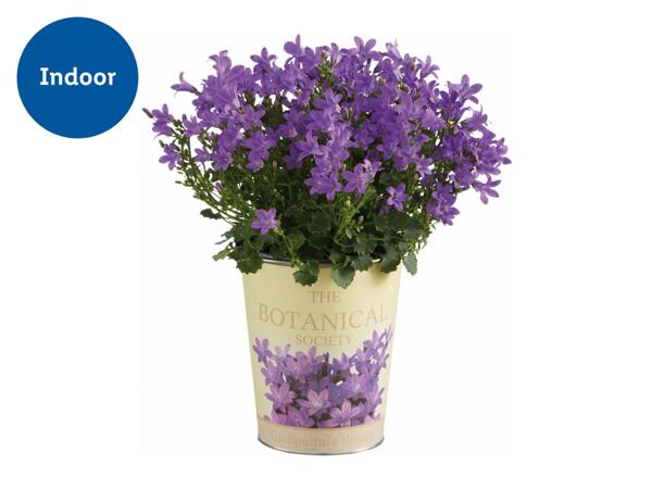 Campanula