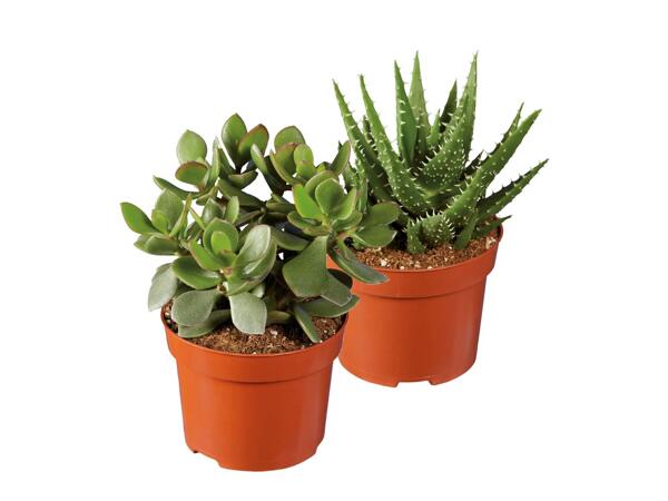 Succulents