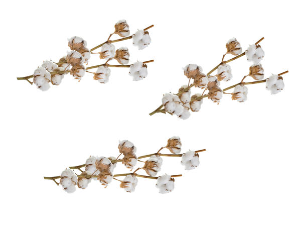 Branche de coton