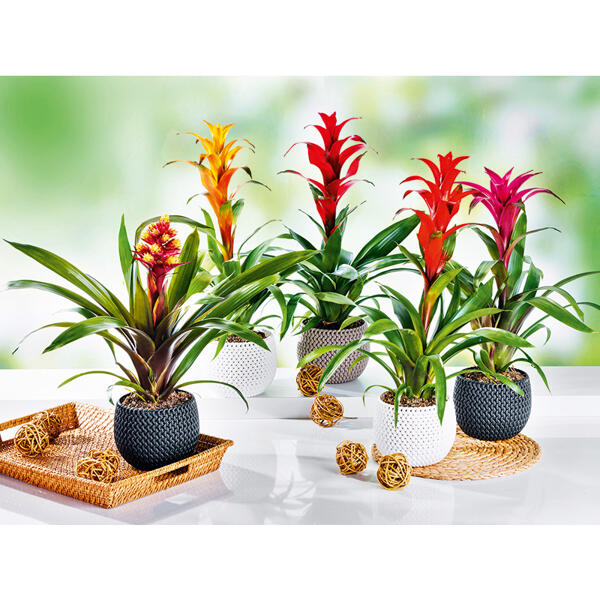 Bromelien-Besonderheit XL