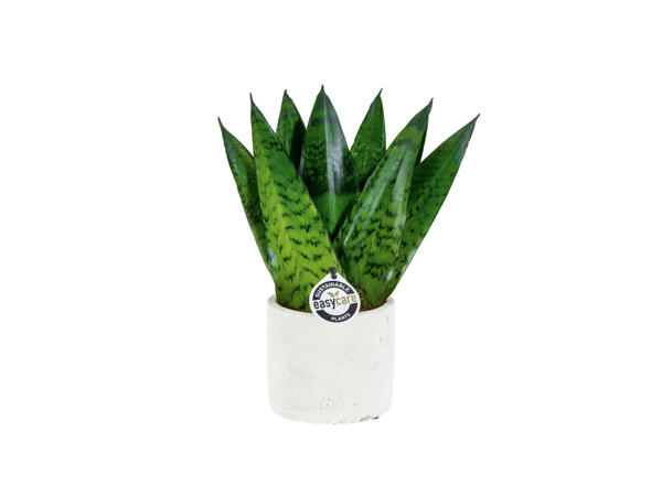 Plantes dans un pot en céramique