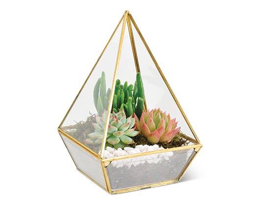 Geometric Terrarium Assorted Varieties