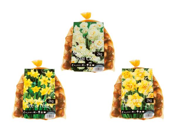 Bulbes de fleurs "Narcisses"