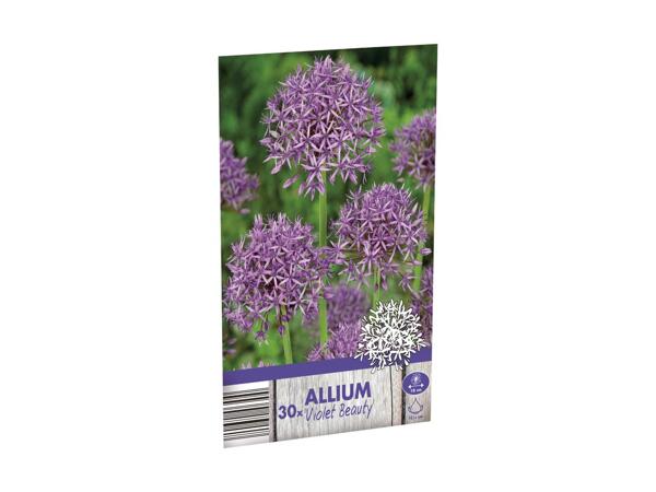 Allium blomsterløg