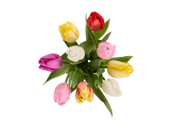 Tulipes Harlequin