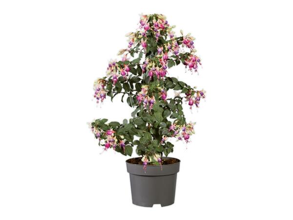 Fuchsia