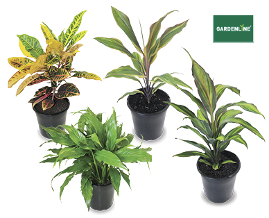 Indoor Plants 175mm
