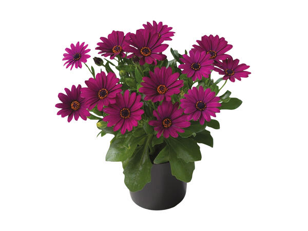 Spansk marguerit
