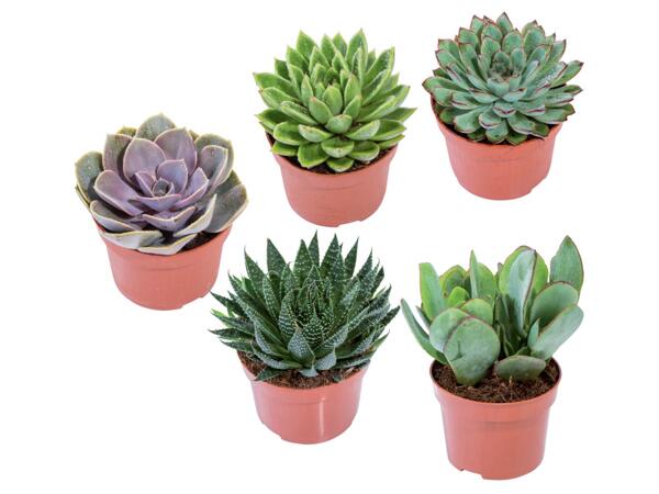 Succulente