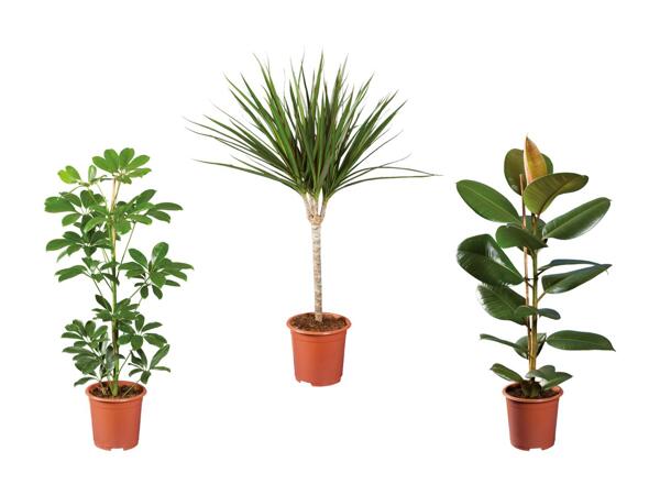 Plante verte