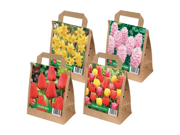 Tulip Bulbs