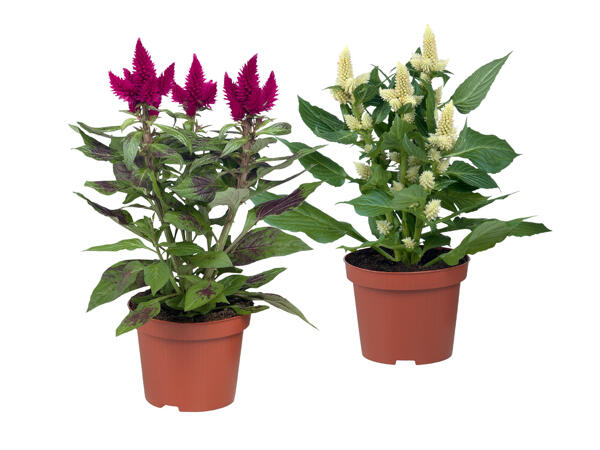Celosia