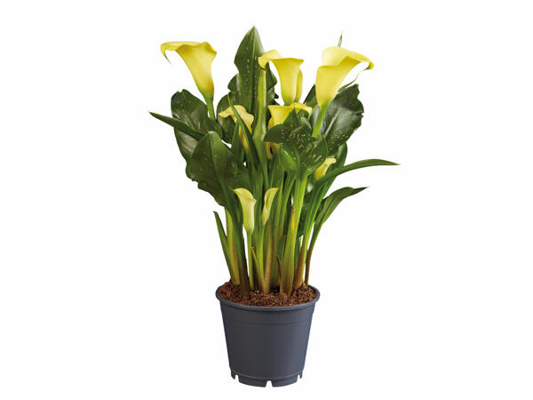 Calla Lily