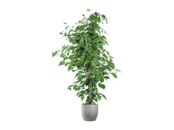 Large Green Houseplants