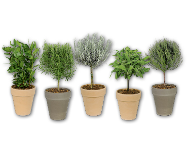 Gewürz-Stämmchen
