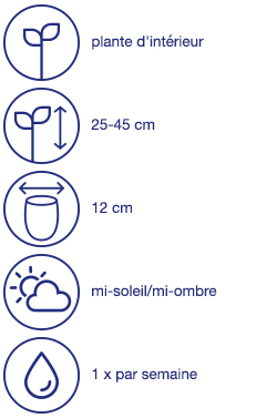 Plante purificatrice d'air