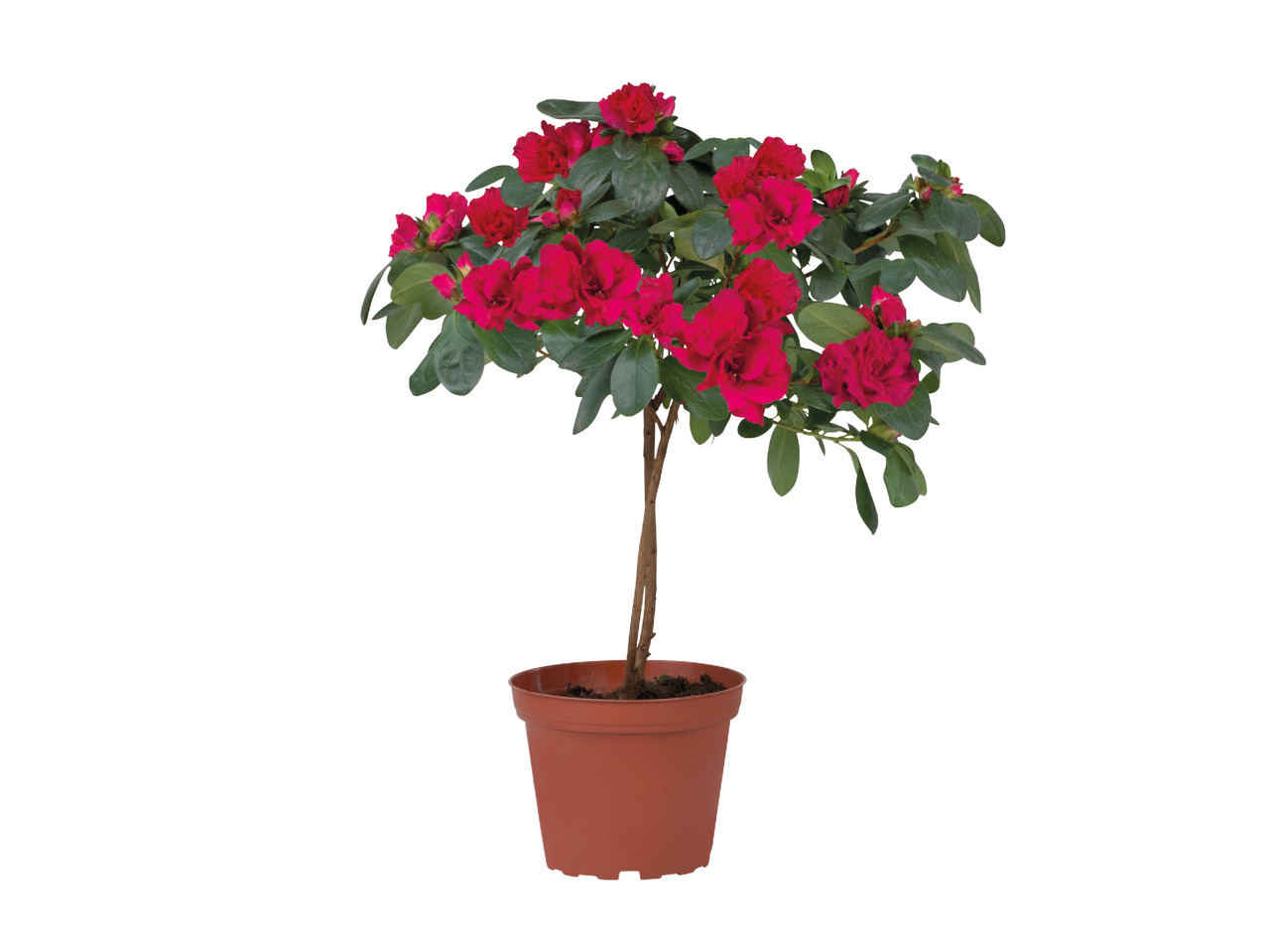 Standard Azalea1
