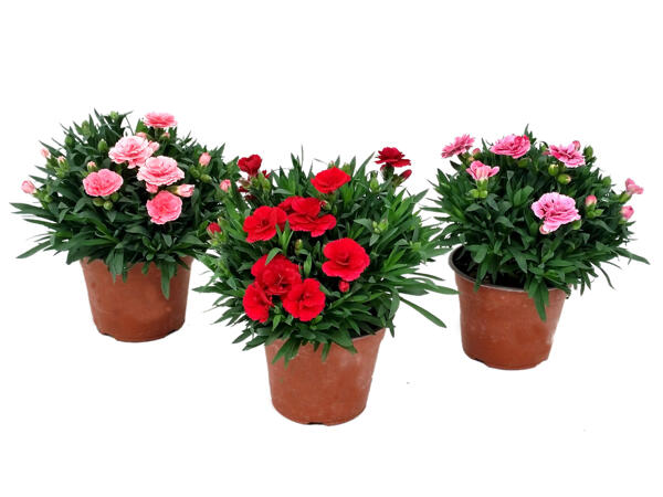 Impatiens