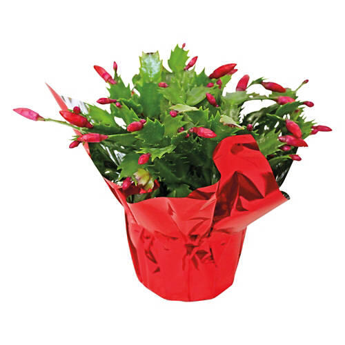 5" Holiday Cactus, assorted colors