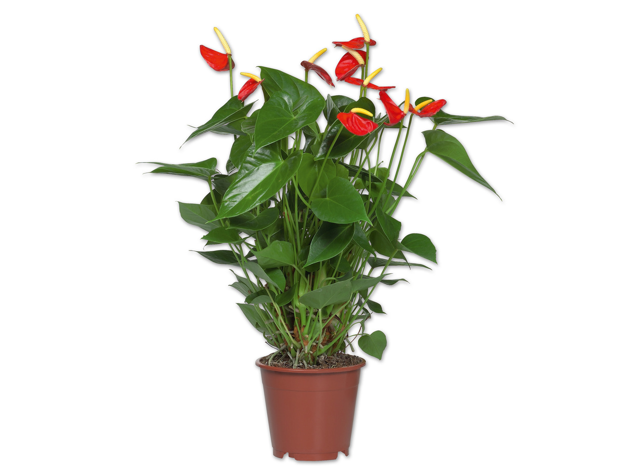 Anthurium