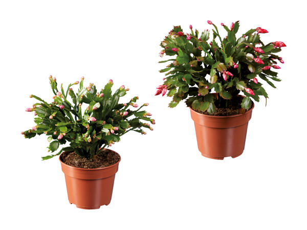 Schlumbergera XXL