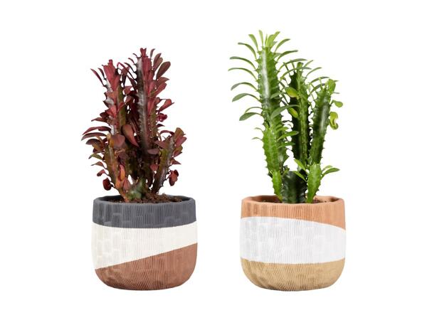Euphorbia Trigonia