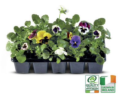 10 Pack Bedding Plants