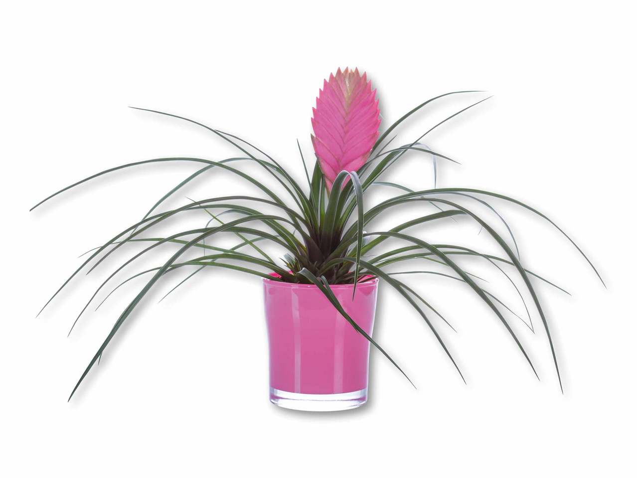 Tillandsia dans un pot en verre