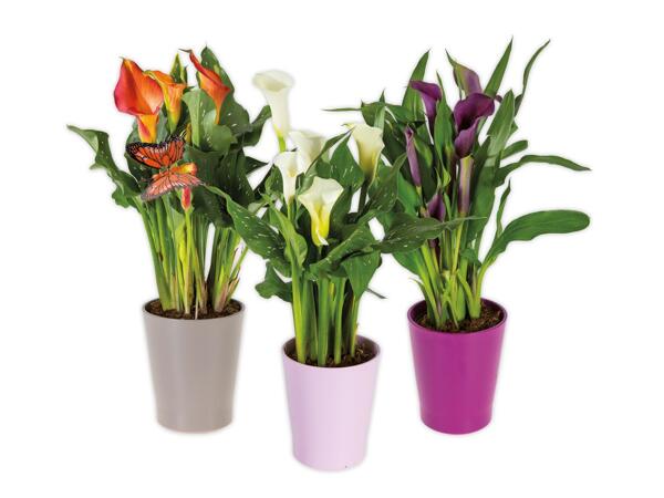 Calla