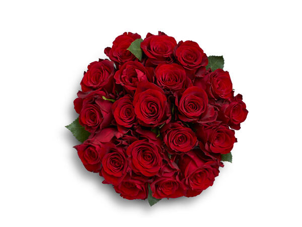 20 Classic Red Roses
