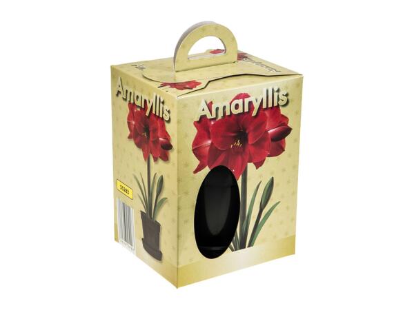 Grow Your Own Amaryllis