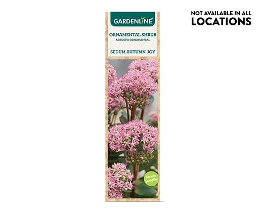 Gardenline Ornamental Shrub Assorted Varieties