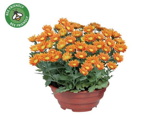 Flowering Plants in Bowl