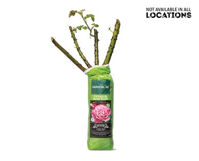 Gardenline Premium Rose Bush