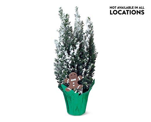 Mini Holiday Cypress Tree
