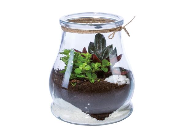 Terrarium Mini Garden