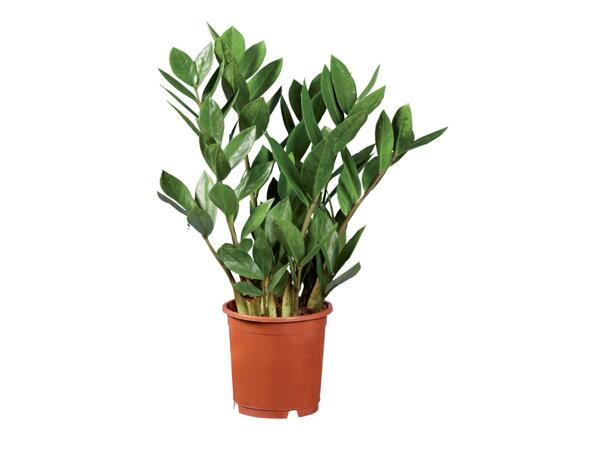 Zamioculcas