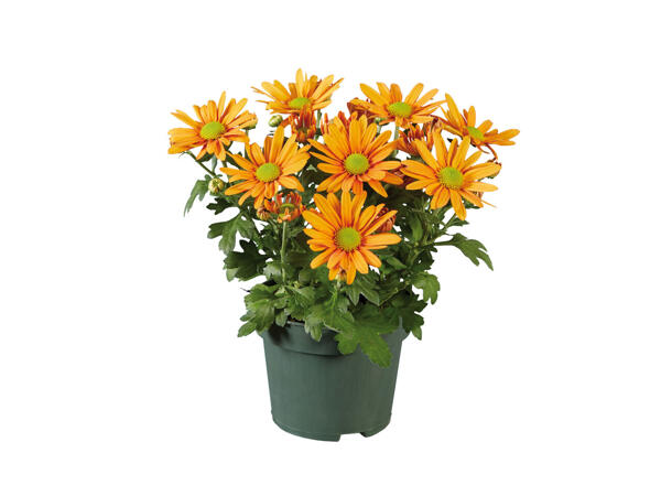 Chrysantheme