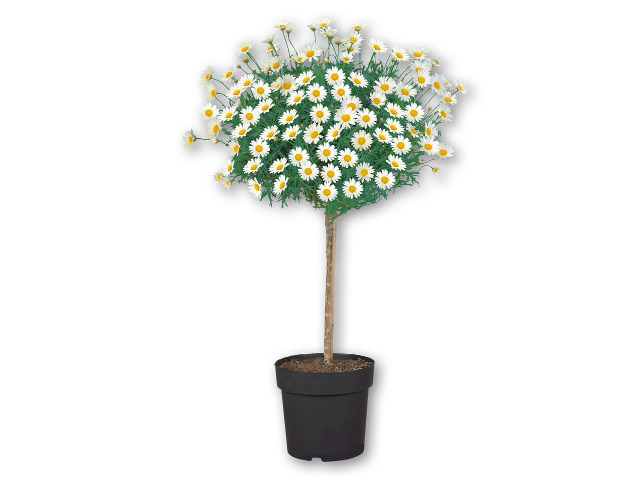 Opstammet marguerit