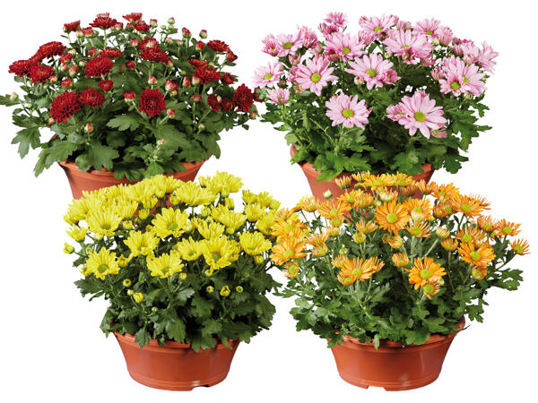 Chrysanthemenschale