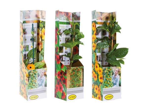 Thunbergia dans une boîte pliante