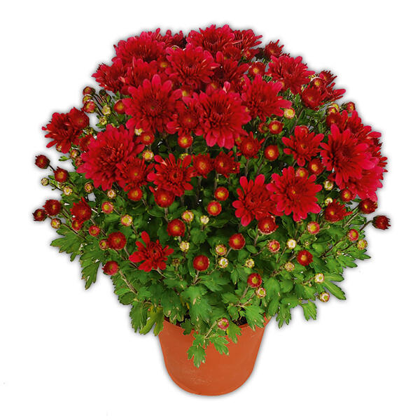 Garten-Chrysantheme