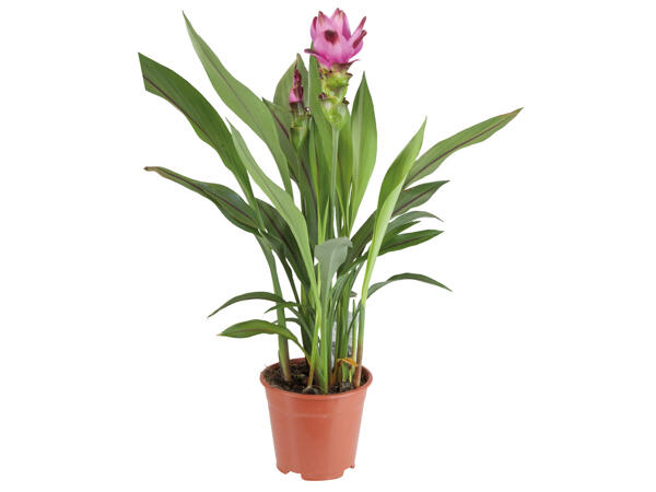 Curcuma