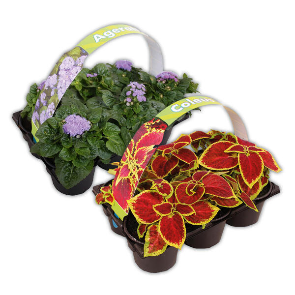 Farb-Akzente für Gartenfreunde