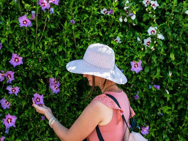 Garden Hibiscus