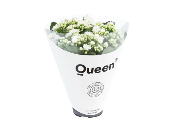 Stor brændende kærlighed